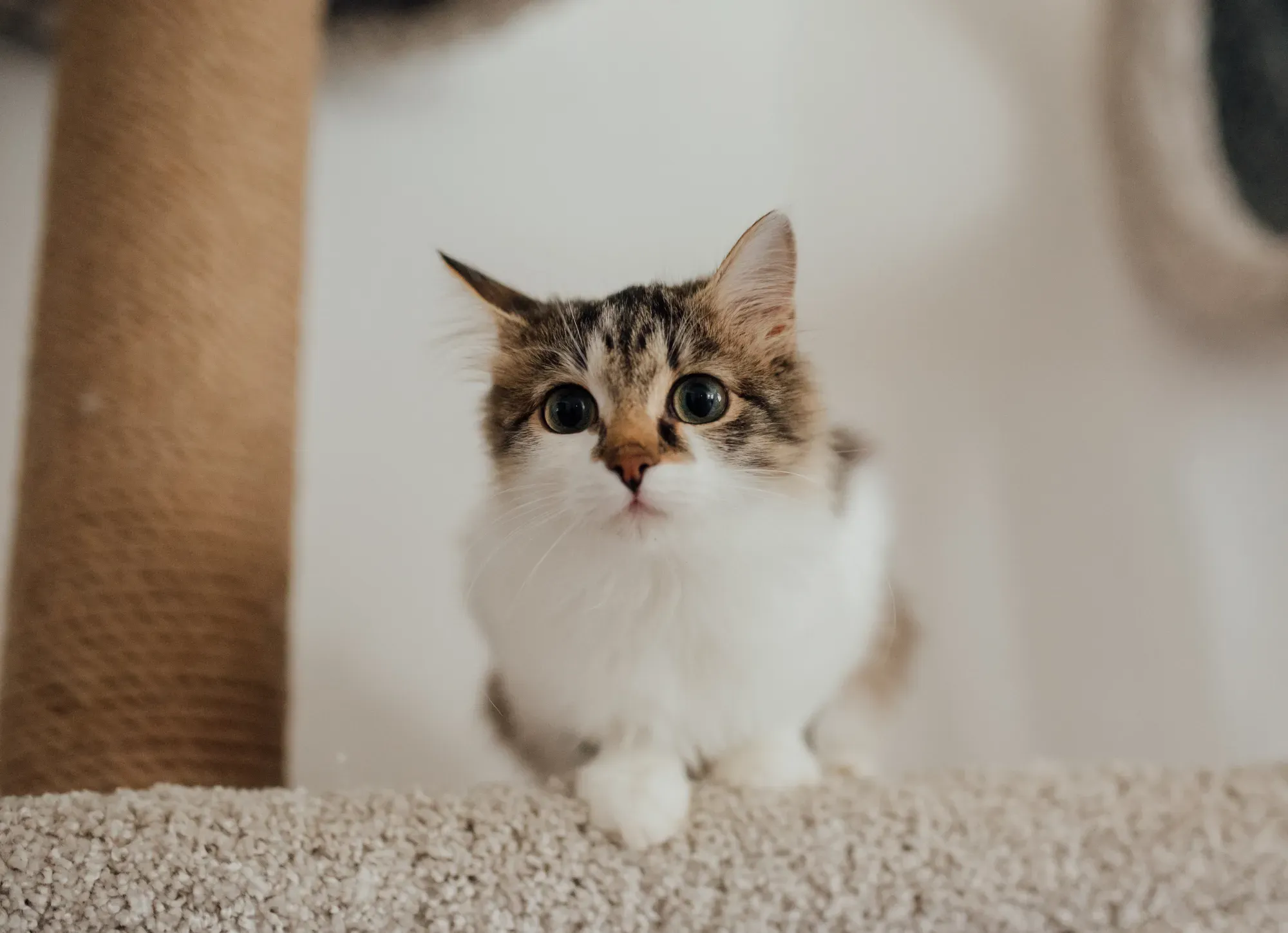 Najczęstsze choroby wirusowe u kotów - zdjęcie kota