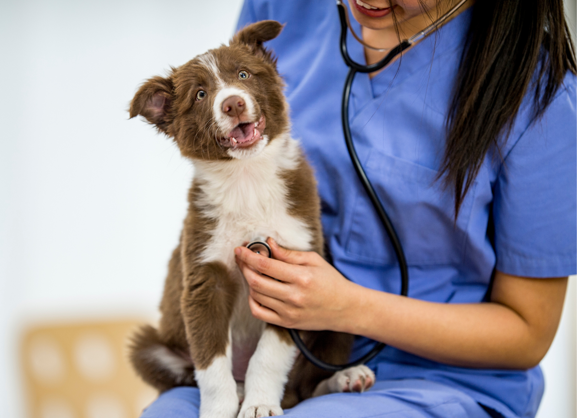 Jak przygotować psa na wizytę u lekarza weterynarii? Zdjęcie psa u weterynarza
