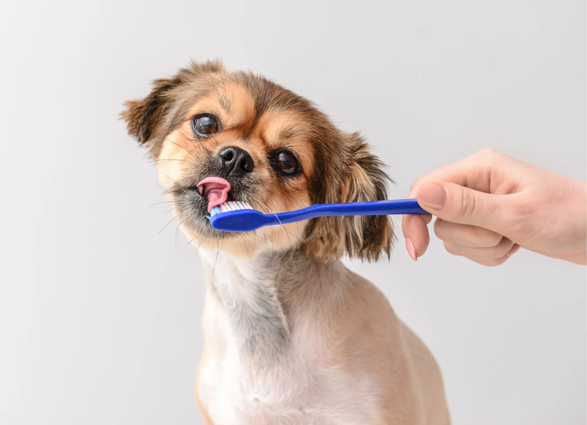 szczotkowanie zębów u psa zdjęcie